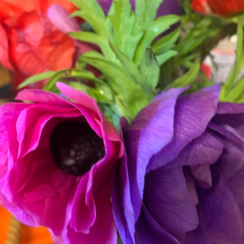 Meet your Posher, Peg